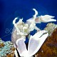 Neopetrolisthes maculatus 03