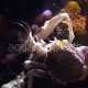 Neopetrolisthes maculatus 02