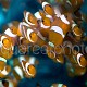 Amphiprion ocellaris batch 01