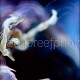 Neopetrolisthes maculatus 07