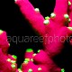 Acropora tricolor Fluolight