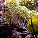 Zebrasoma flavescens 04