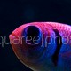 Myripristis kuntee 01