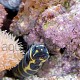 Pholidichthys leucotaenia 01