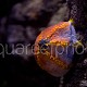 Pseudocolochirus violaceus 01