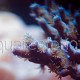Acrpora tenuis 04