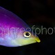 Pseudanthias tuka 01