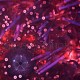 Astropyga radiata 02