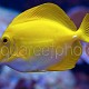 Zebrasoma flavescens 05