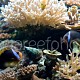 Amphiprion frenatus & A. clarkii