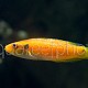 Bodianus bimaculatus 01