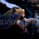 Canthigaster papua 01