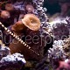 Doryrhamphus dactyliophorus 01