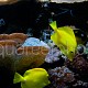 Pholidichthys leucotaenia 01