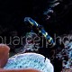 Pholidichthys leucotaenia 02