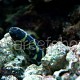 Pholidichthys leucotaenia 03