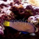 Manonichthys splendens 01