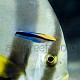 Labroides dimidiatus 06