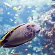 Acanthurus tennentii 01