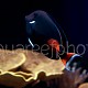 Acanthurus achilles 06