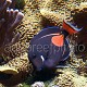 Acanthurus achilles 03