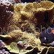 Acanthurus achilles 04