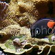 Acanthurus achilles 05