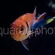 Myripristis murdjan & Labroides bicolor 01