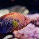 Centropyge potteri 08