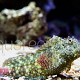 Salarias ceramensis 02