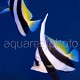 Heniochus acuminatus 04