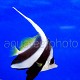 Heniochus acuminatus 03