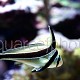 Equetus lanceolatus 01