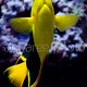 Holacanthus tricolor 01