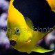 Holacanthus tricolor 02