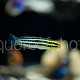Meiacanthus grammistes 01
