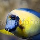 Acanthurus pyroferus 02