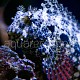 Salarias ceramensis 03