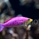 Pseudanthias tuka 03
