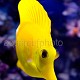 Zebrasoma flavescens 06