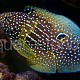 Calloplesiops altivelis 02