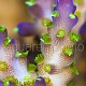 Acropora tricolor 03