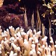 Aeoliscus strigatus 03
