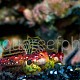 Synchiropus tudorjonesi 02