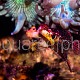 Synchiropus tudorjonesi – parade nuptiale 03