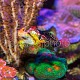 Synchiropus tudorjonesi – parade nuptiale 05