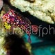 Synchiropus tudorjonesi – parade nuptiale 06